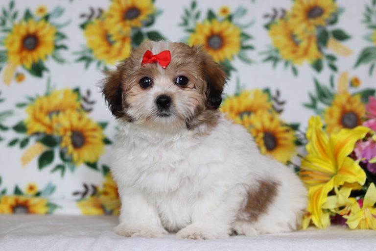 0596aaEmmy the teddy bear-the puppy lodge