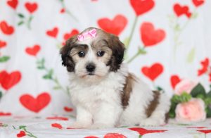 0598aaaEllie the teddy bear-the puppy lodge