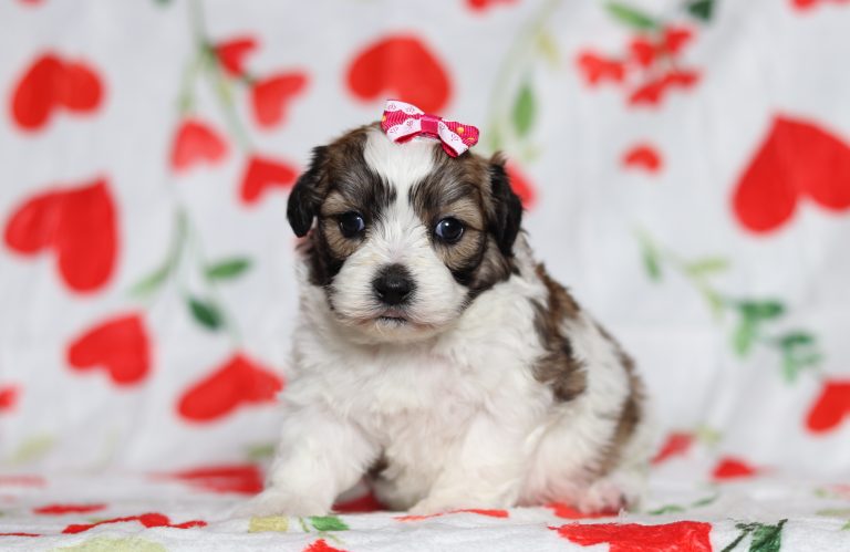 0598aEllie the teddy bear-the puppy lodge