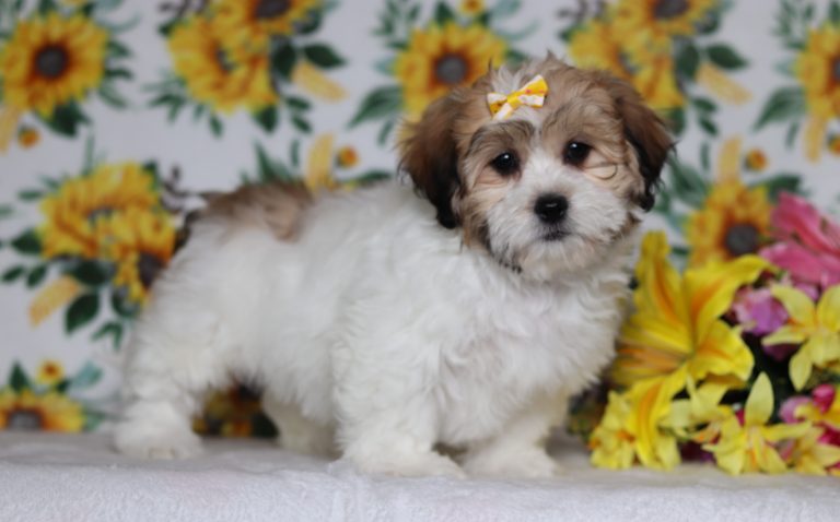 0599aaaEverley the teddy bear-the puppy lodge