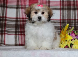 0599aaa-Everley-the teddy bear-the puppy lodge