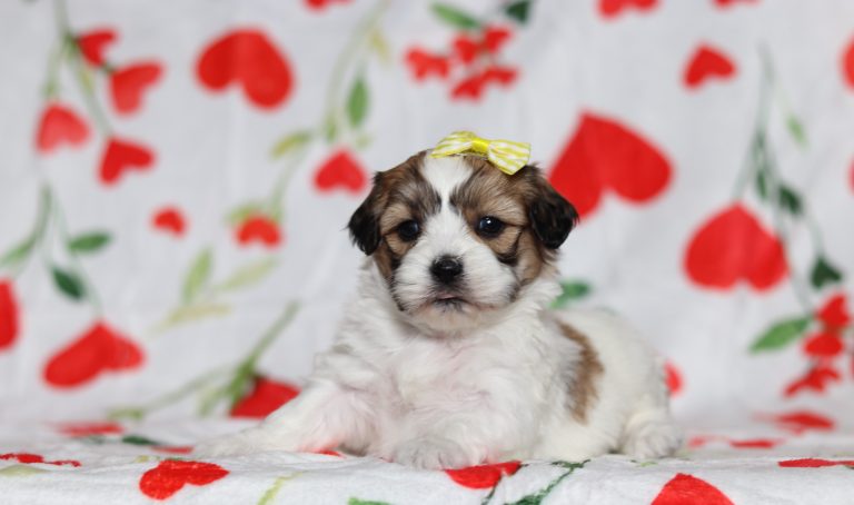 0599aaaEverley the teddy bear-the puppy lodge