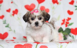 0600aaaEmerson the teddy bear-the puppy lodge