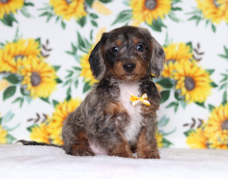 0622aaaGreg the doxypoo-the puppy lodge