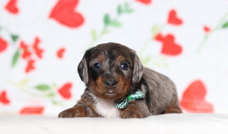 0622aa-Greg the doxypoo-the puppy lodge