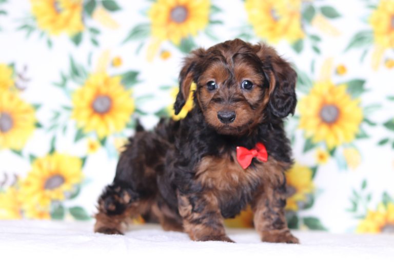 0623aaaGeorge the doxypoo-the puppy lodge