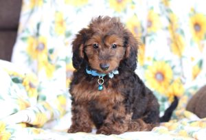 0623aa-george the doxypoo-the puppy lodge