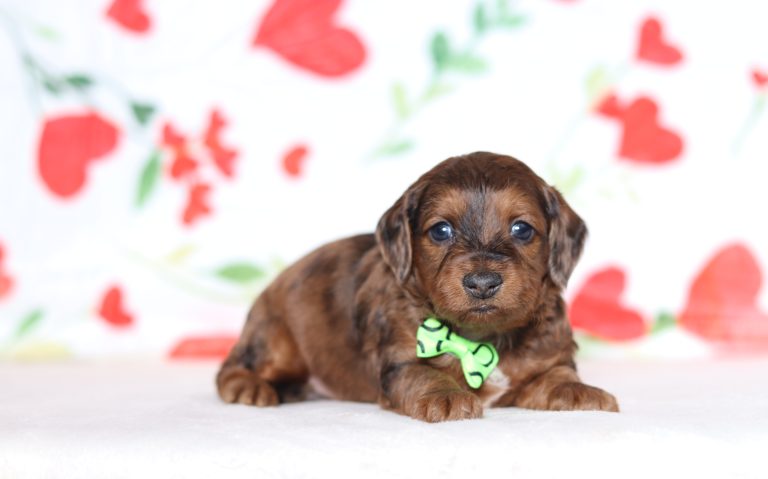 0625aaaGabriel the doxypoo-the puppy lodge