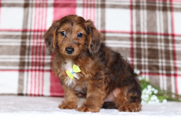 0625aGabriel the doxypoo-the puppy lodge