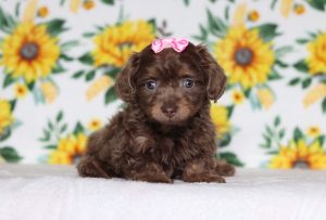 0628 Princess the mini dachshund-the puppy lodge