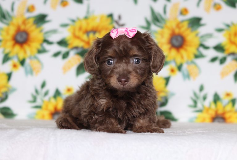 0628 Princess the mini dachshund-the puppy lodge