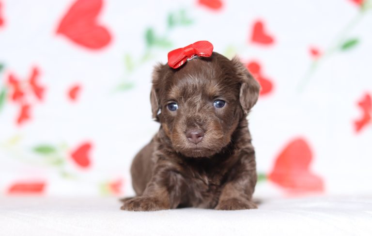 0628aaaPrecious the dachshund-the puppy lodge