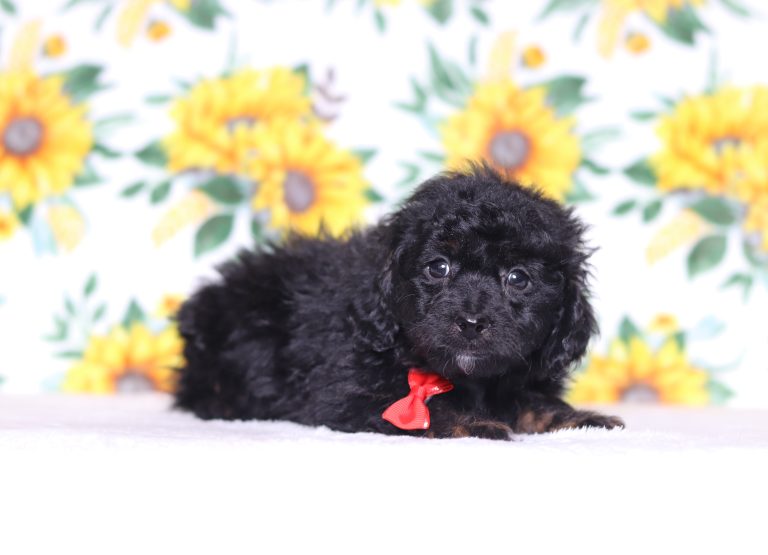 0629aaaPete the doxypoo-the puppy lodge