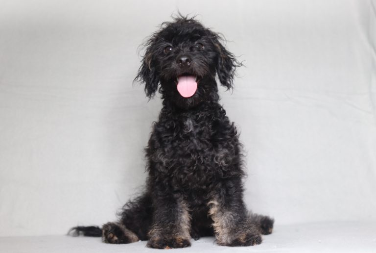 0629aaa pete the doxypoo-the puppy lodge