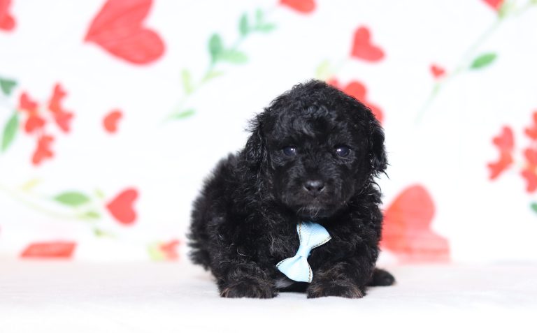 0629aaaPete the doxypoo-the puppy lodge