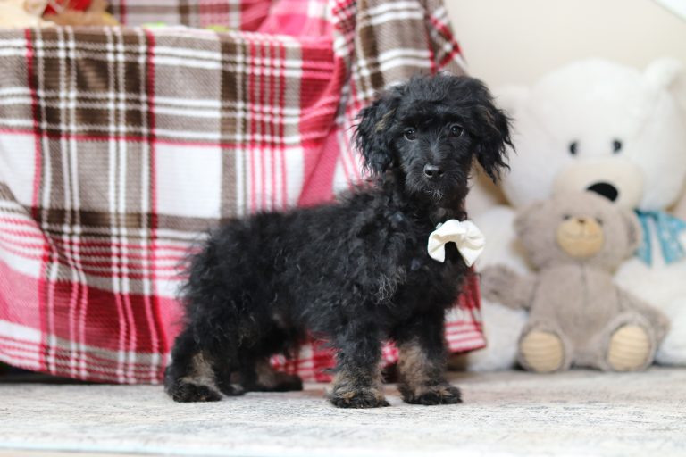 0629aaa-Pete the doxypoo-the puppy lodge