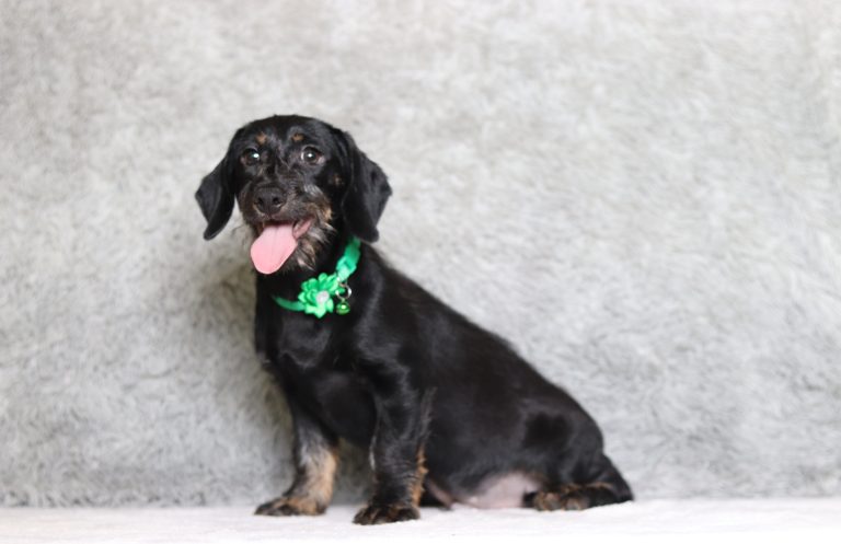 0632aaa Pinto the Mini Dachshund-The Puppy Lodge