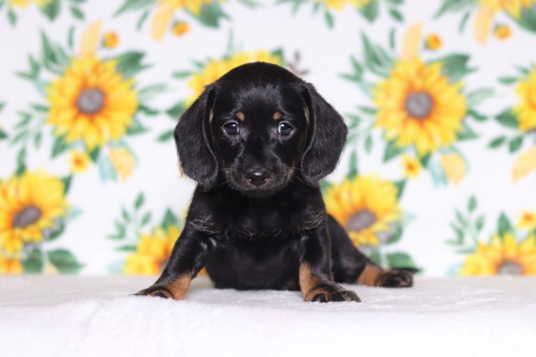 0632aaaPinto dachshund-the puppy lodge