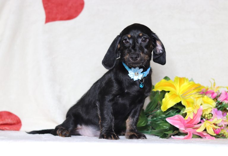 Black-and-tan dachshund puppy with a blue collar and white flower, seated beside a yellow and pink flower bouquet.