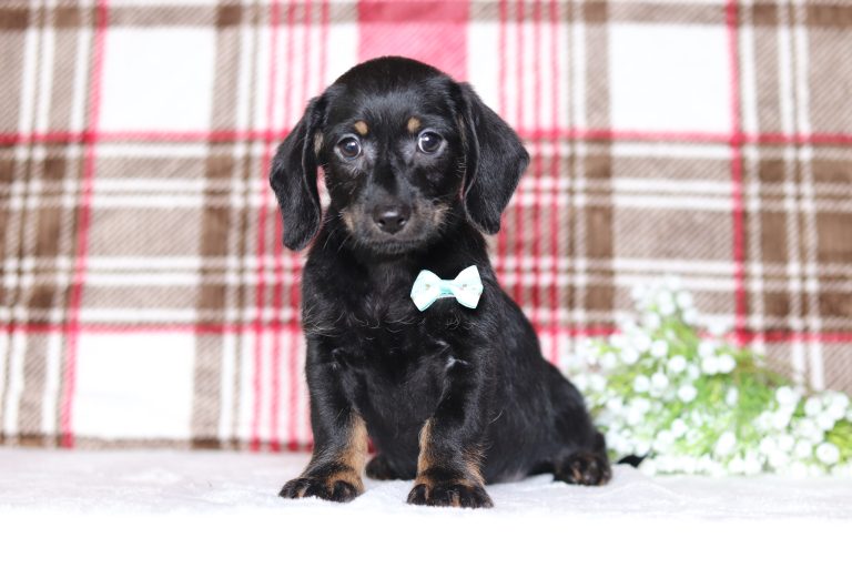 0632aaaPinto the dachshund-the puppy lodge