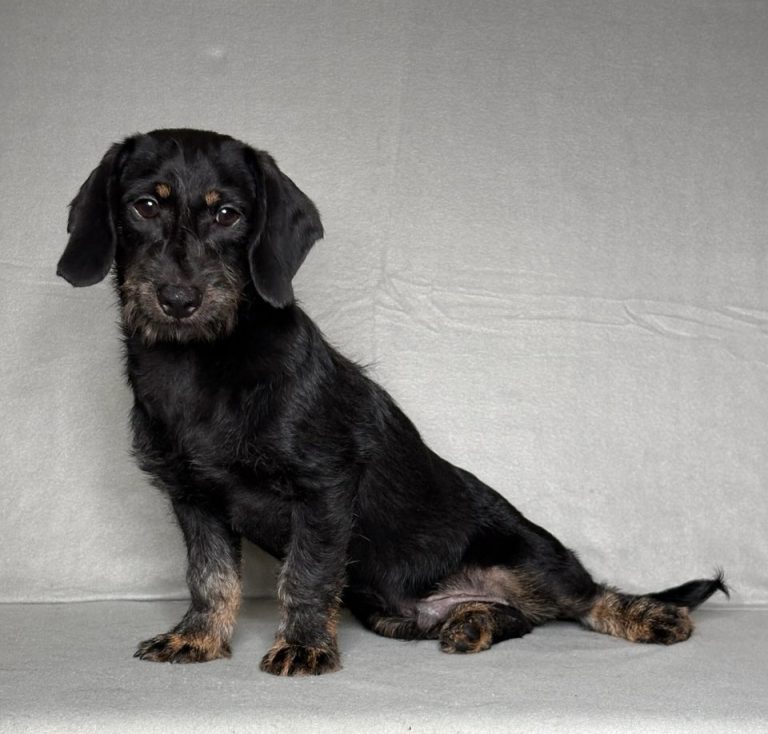 0632aa Pinto the mini dachshund-the puppy lodge