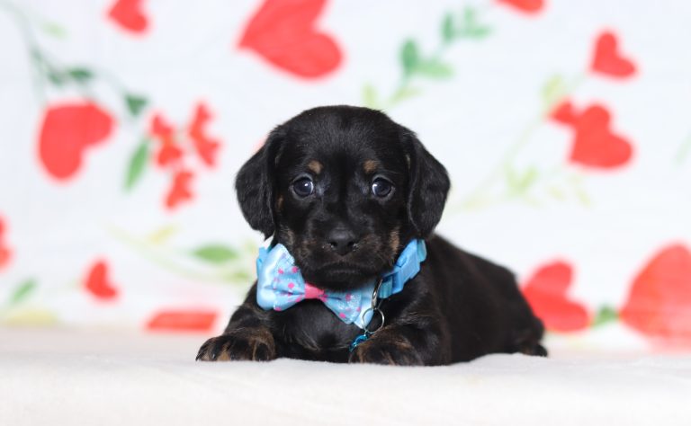 0632aaaPinto the dachshund-the puppy lodge