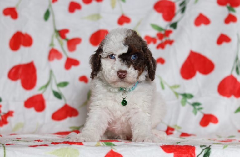 0633aa0633aaDaryl the mini poodle-the puppy lodge