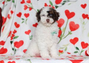0633aa-Daryl the mini poodle-the puppy lodge