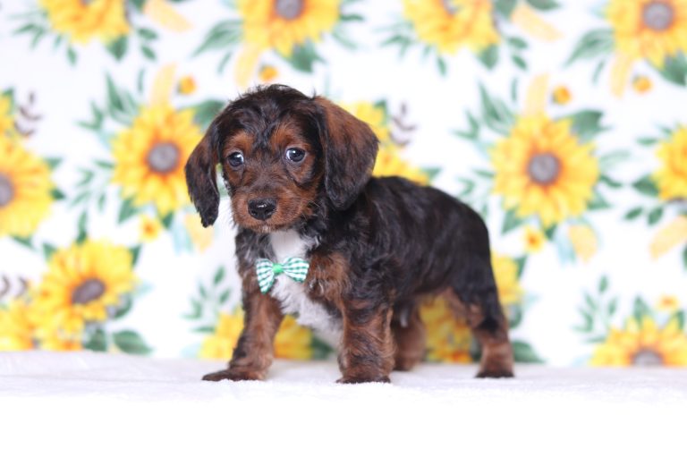 0635aaaGus the doxypoo-the puppy lodge