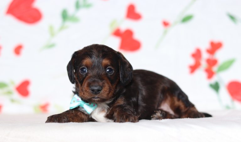 0635aaaGus the doxypoo-the puppy lodge