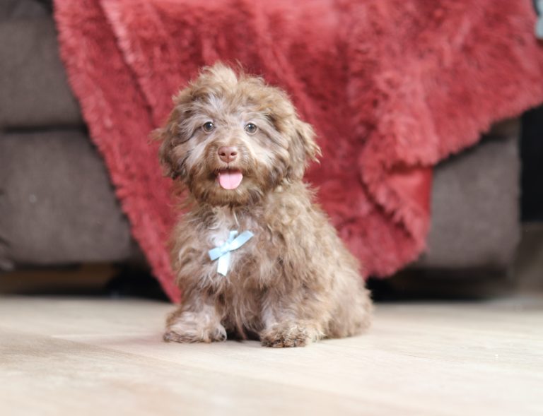 0638aaaPaul the doxypoo-the puppy lodge