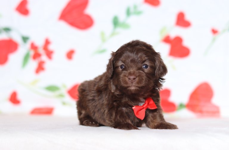 0638aaaPaul the doxypoo-the puppy lodge