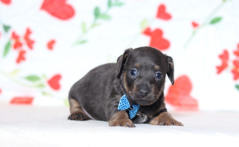 0639aaPeanut the dachshund-the puppy lodge