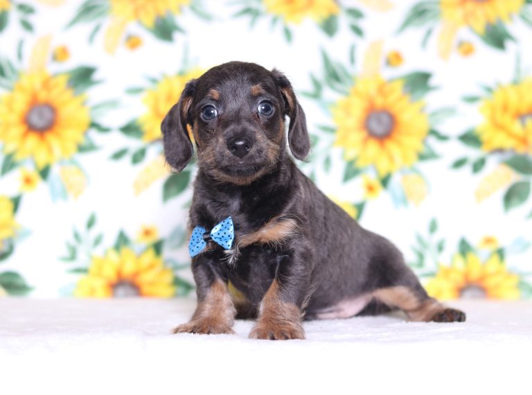 0639aaPeanut-the dachshund-the puppy lodge