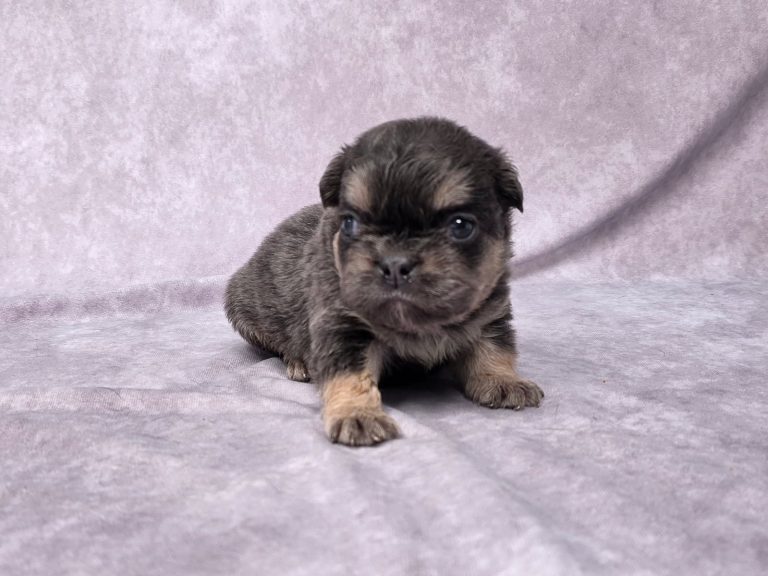 3618aHayden the fluffy frenchie-the puppy lodge