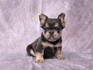 3618aaaHayden the fluffy frenchie-the puppy lodge