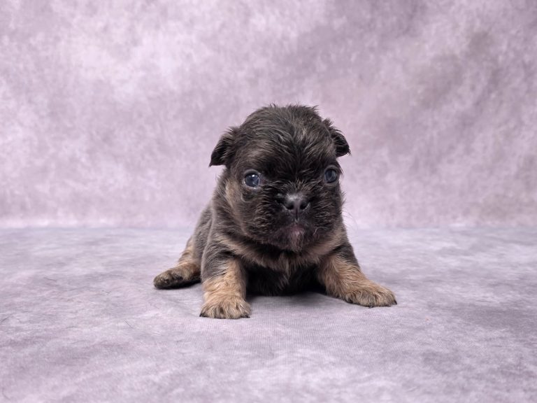 3625aHeidi the fluffy frenchie-the puppy lodge