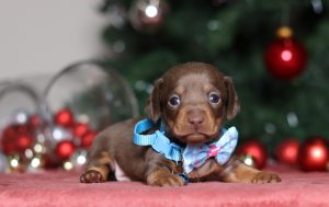 4744aaPatrick the dachshund-the puppy lodge