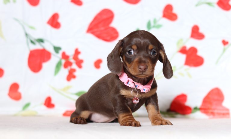 4748aaaPansy the doxypoo-the puppy lodge