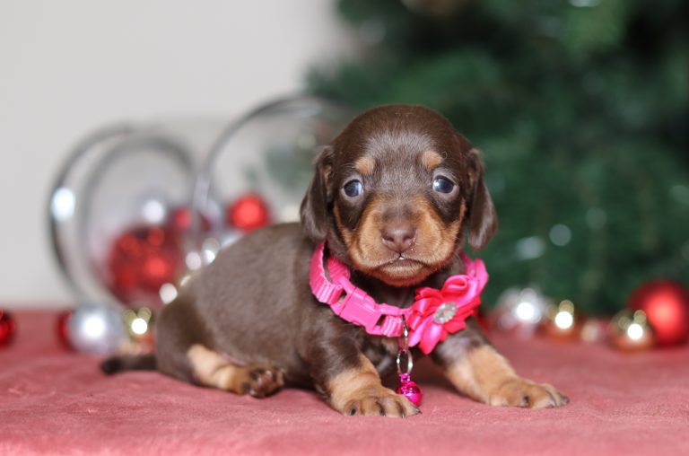 4748aaPansy-the dsachshund-the puppy lodge