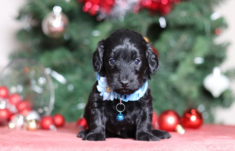 4752aaaLouie the doxiepoo-the puppy lodge