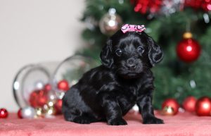 4755aLanita the doxypoo-the puppy lodge