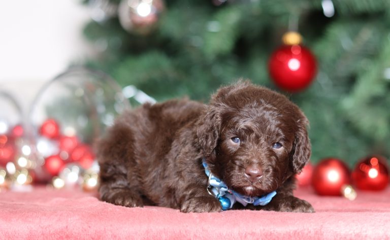 4756aaRiver-the doxypoo-the puppy lodge