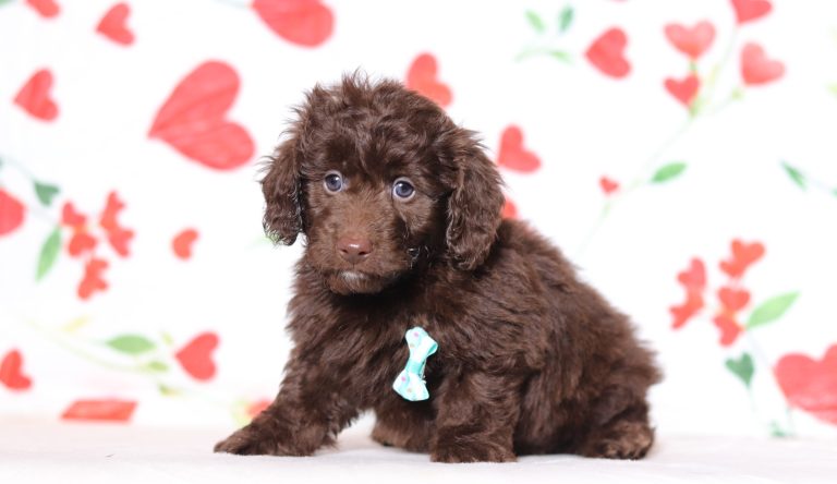 4756aaaRiver the doxypoo-the puppy lodge