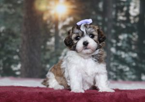 4811aaaNora the teddy bear -the puppy lodge