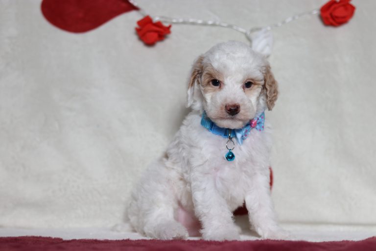 4812aaaLiam the mini poodle-the puppy lodge