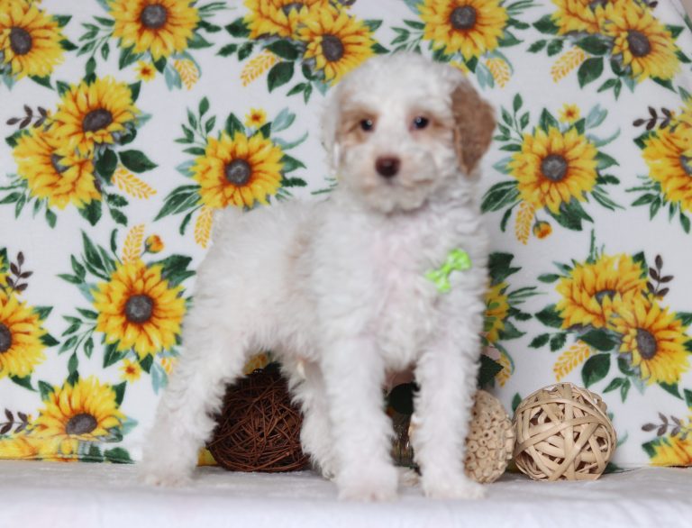 4812aa-Liam the mini poodle-the puppy lodge