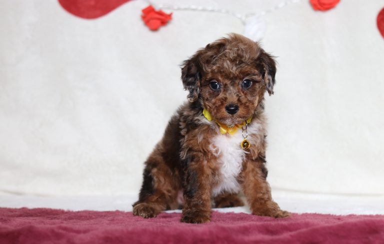 4814aaaLuca the mini poodle-the puppy lodge