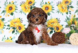 4814aLuca the mini poodle-the puppy lodge