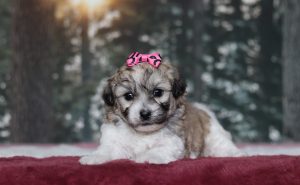 4815aaNinja the teddy bear -the puppy lodge